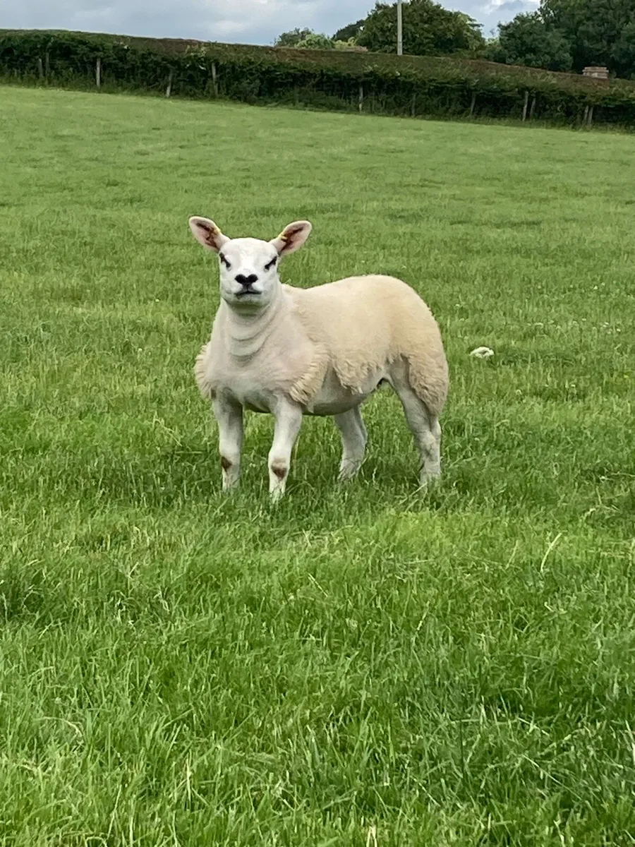 Pure texel ewe lambs - Image 4