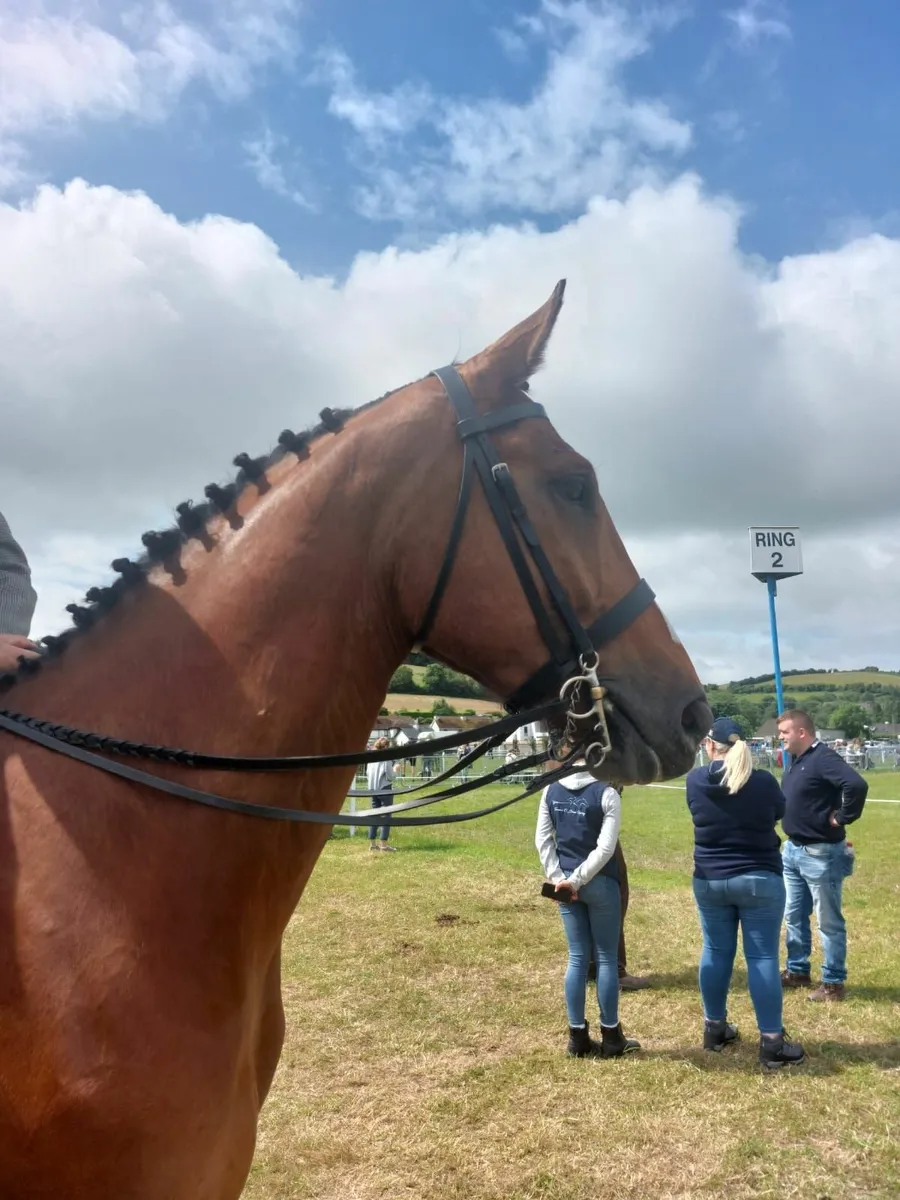 Horse - Image 1