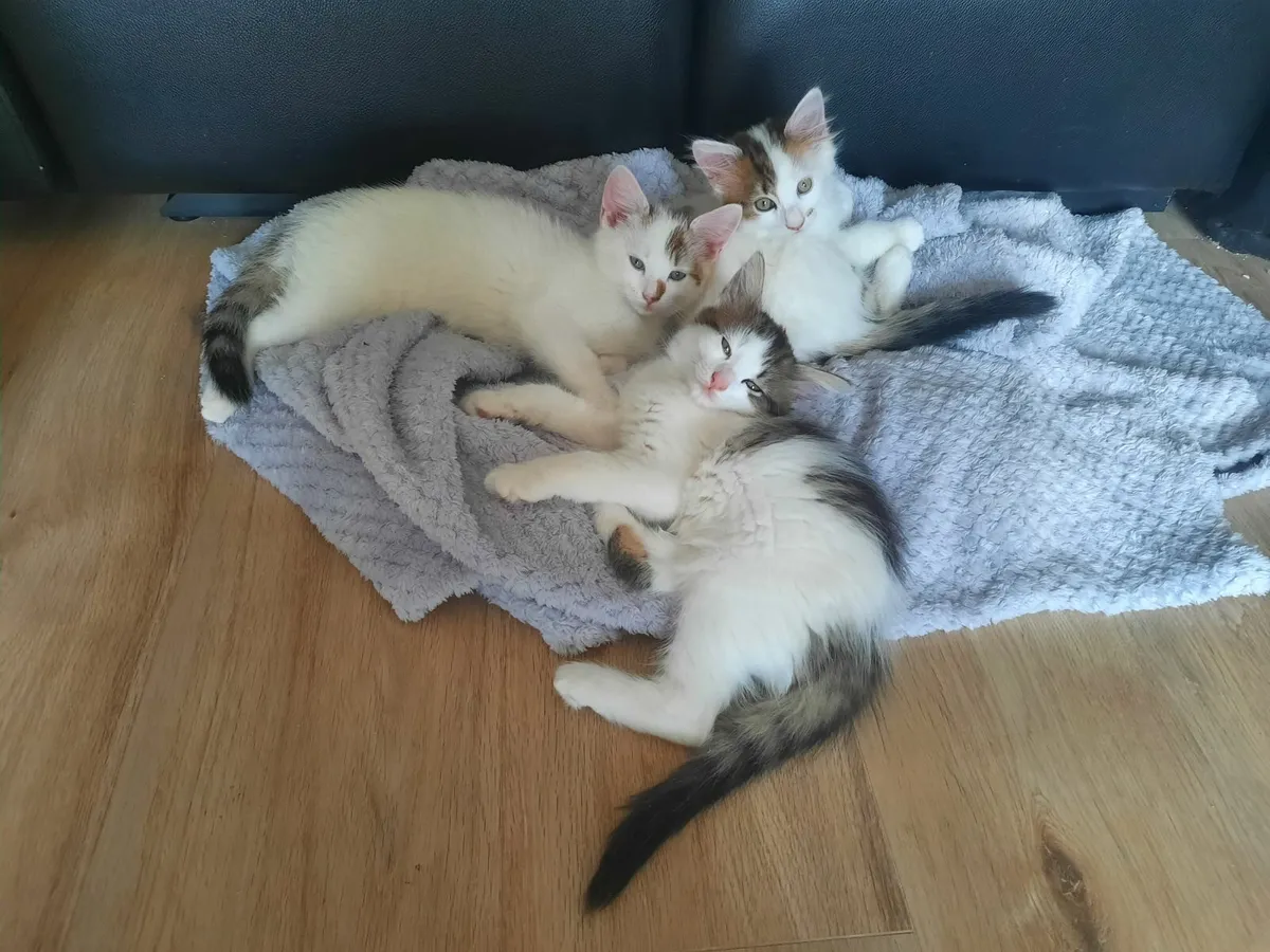 Kittens - Image 1