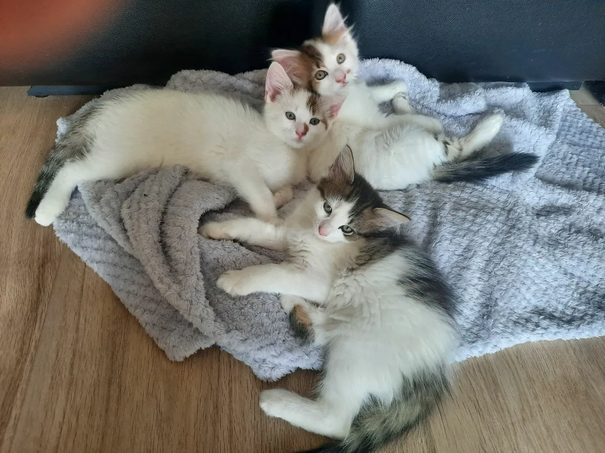 Kittens - Image 2