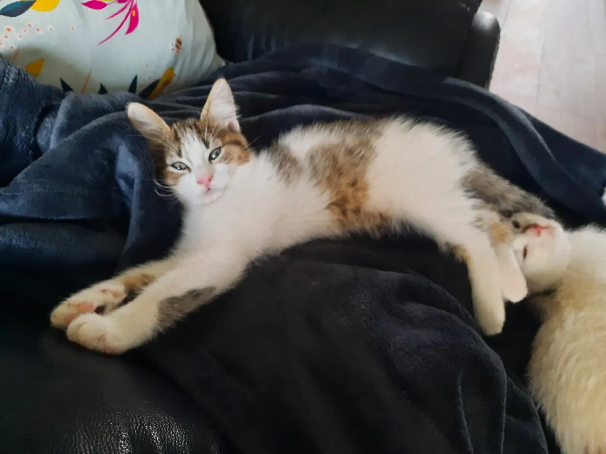 Kittens - Image 3