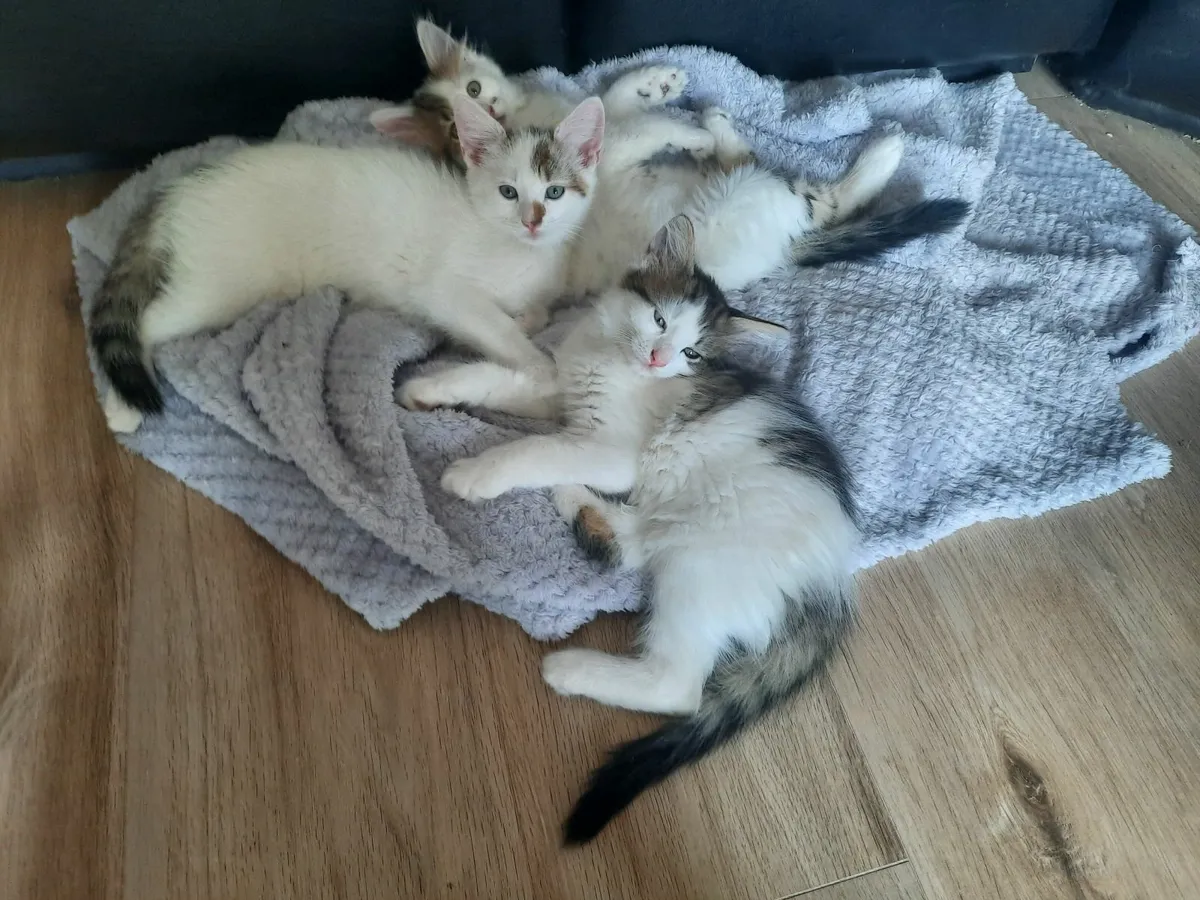 Kittens - Image 4