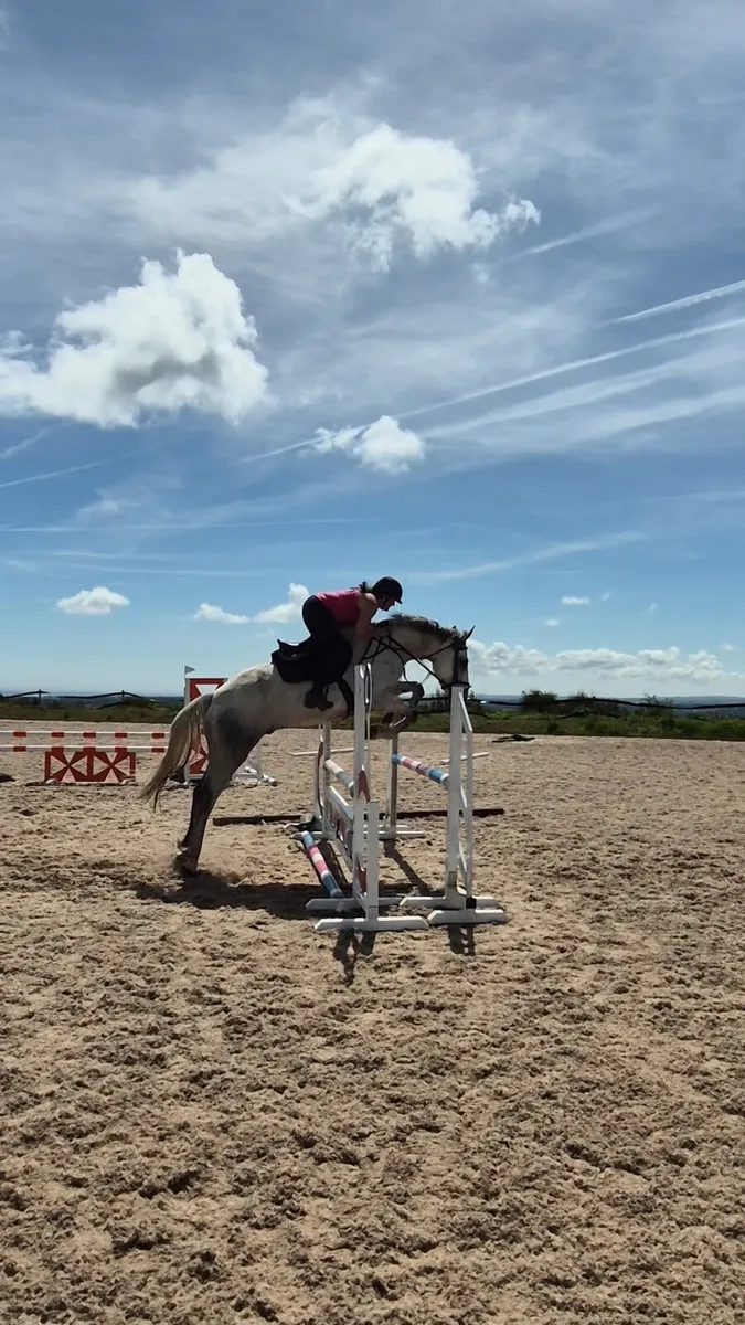 Smart riding club/pony club/amateur horse - Image 1