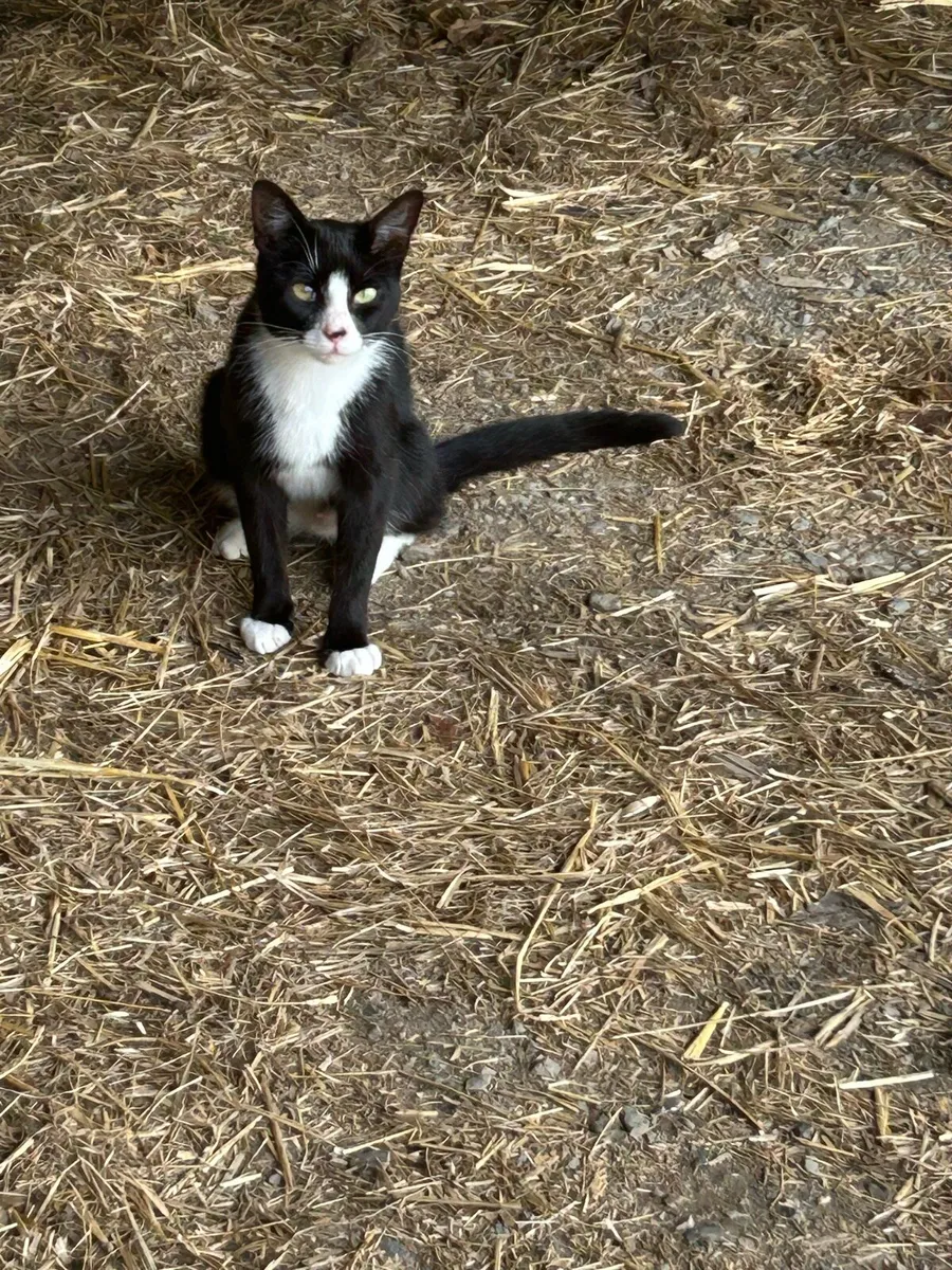 Cats and kittens free to good home - Image 1