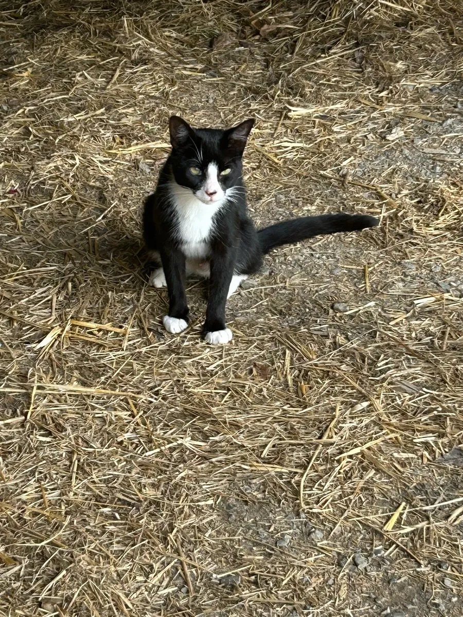 Cats and kittens free to good home - Image 2