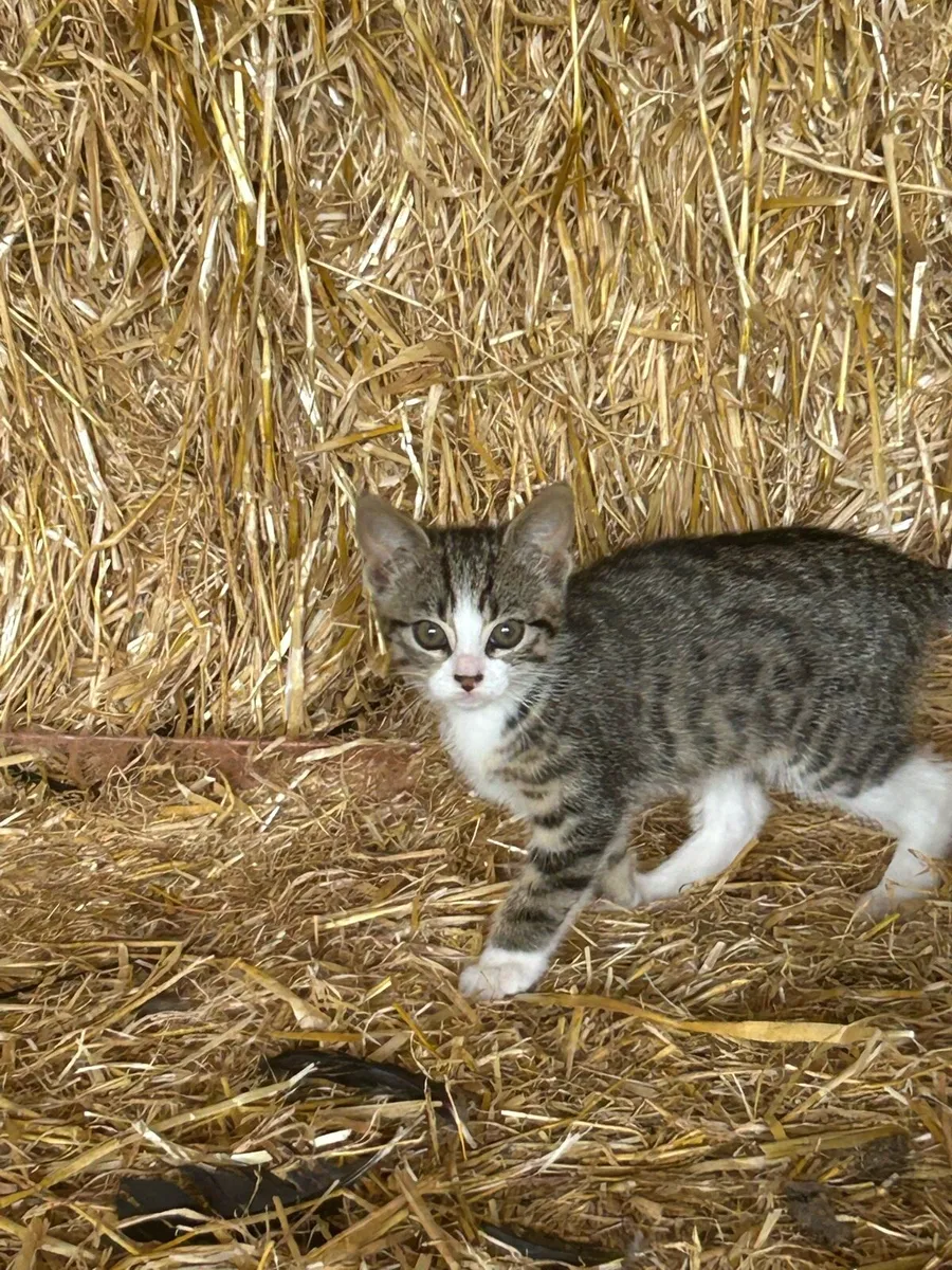 Cats and kittens free to good home - Image 3