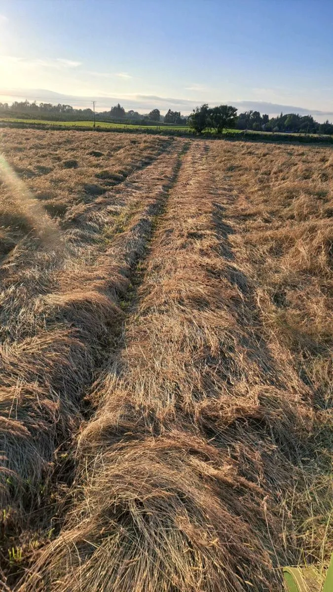 Hay squares or round - Image 1