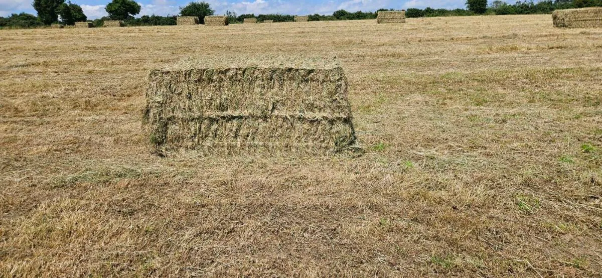 Large Square bales of hay - Image 1