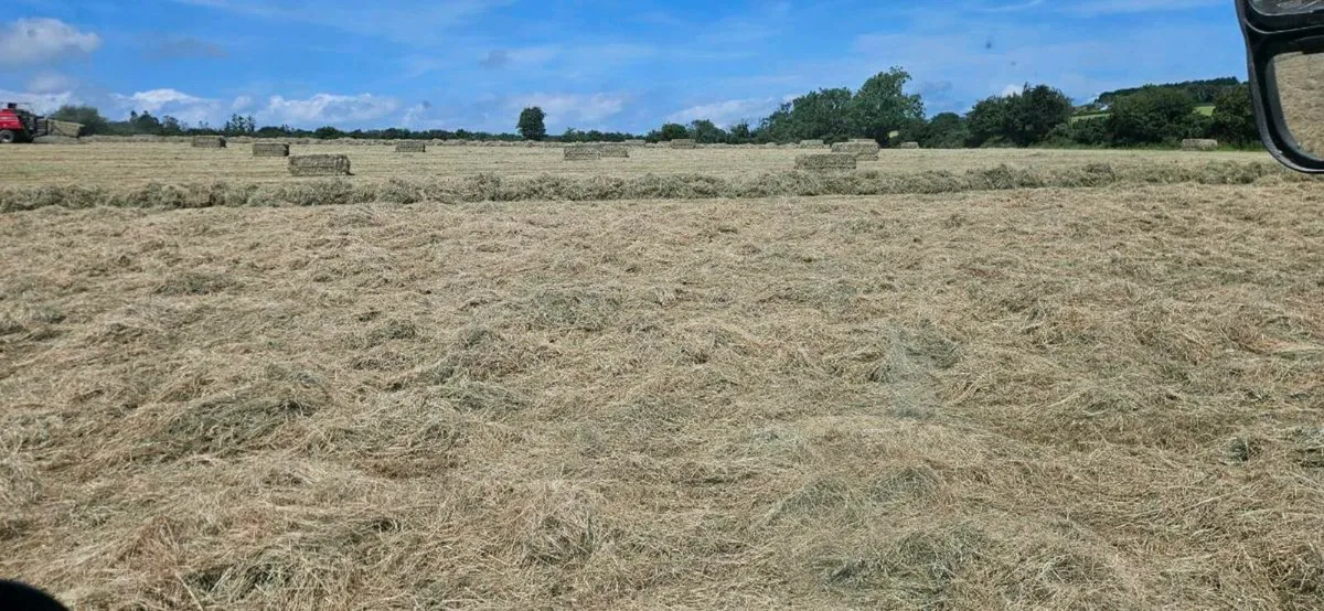 Large Square bales of hay - Image 3