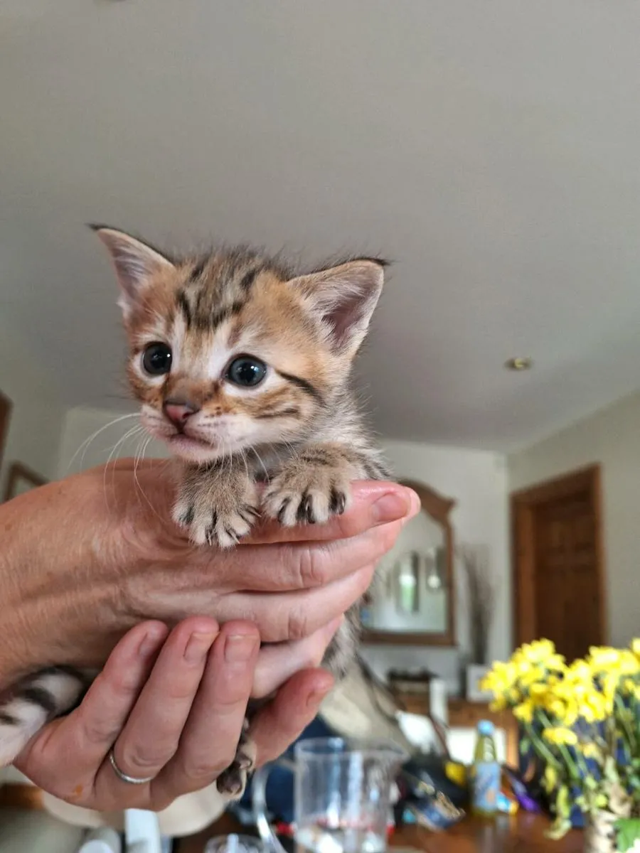 Savannah kitten 2 females - Image 1