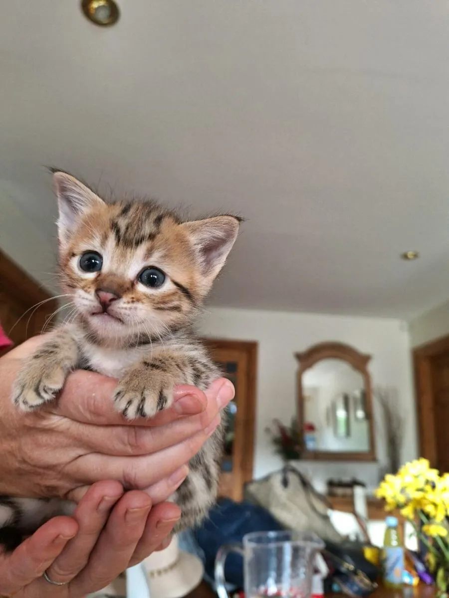 Savannah kitten 2 females - Image 2
