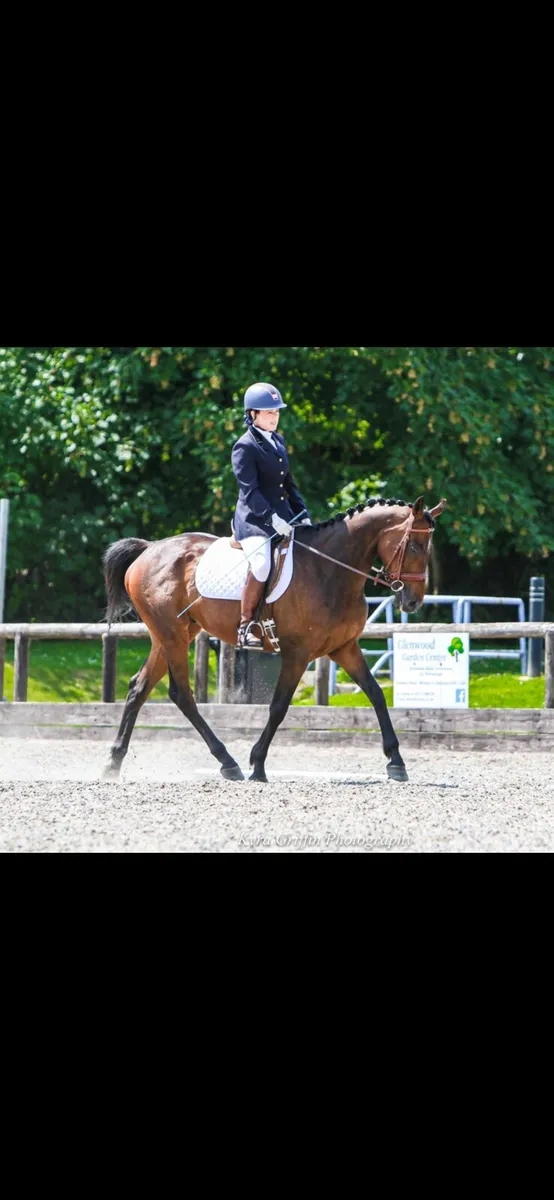16.2 gelding horse alrounder - Image 1