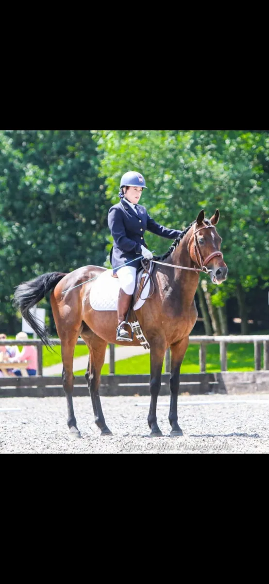 16.2 gelding horse alrounder - Image 2