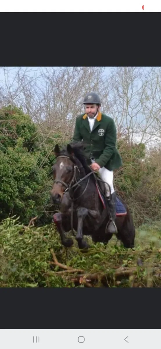 16.2 gelding horse alrounder - Image 3