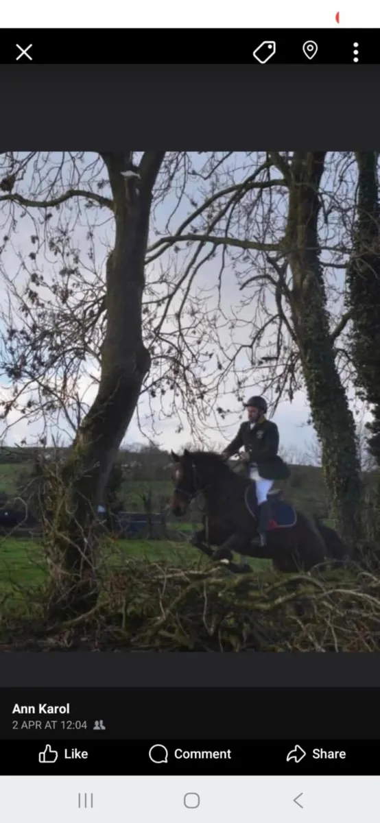 16.2 gelding horse alrounder - Image 4
