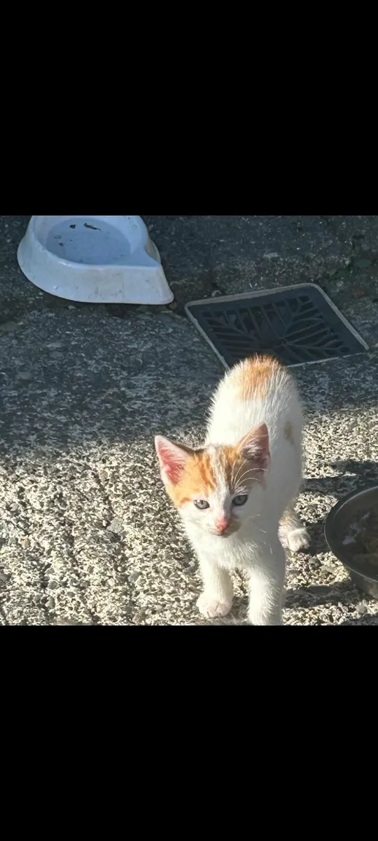 Kittens - Image 1