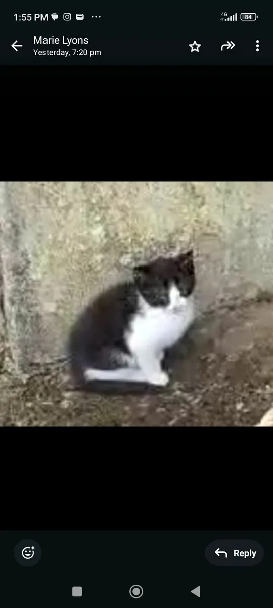 Kittens - Image 2