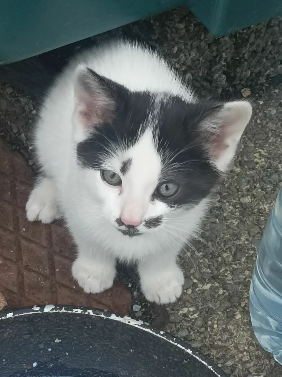 Kittens - Image 3
