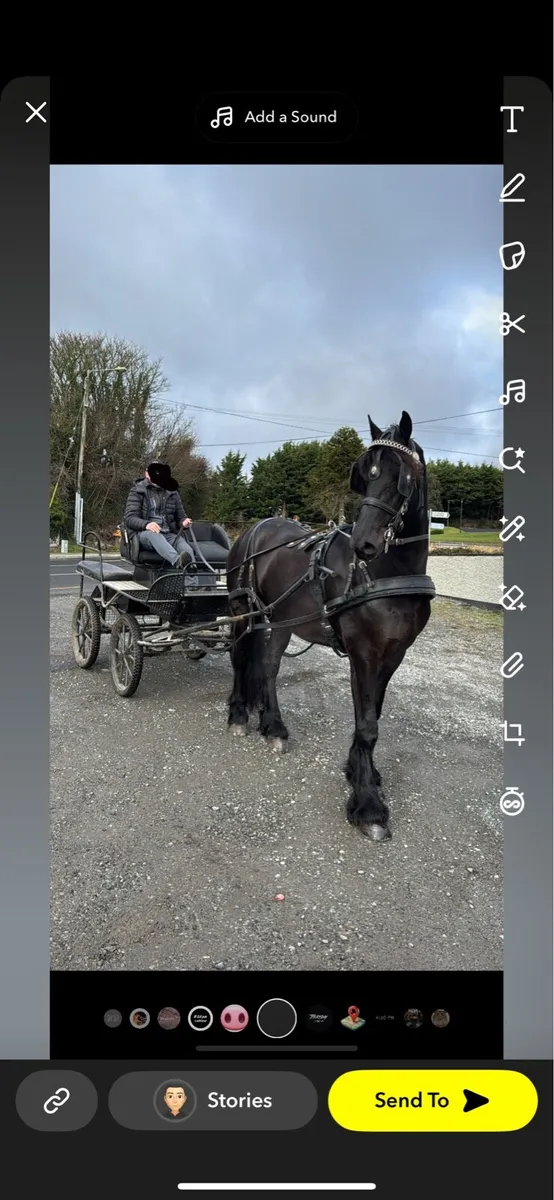 Horse Dutch 4 wheeler - Image 2