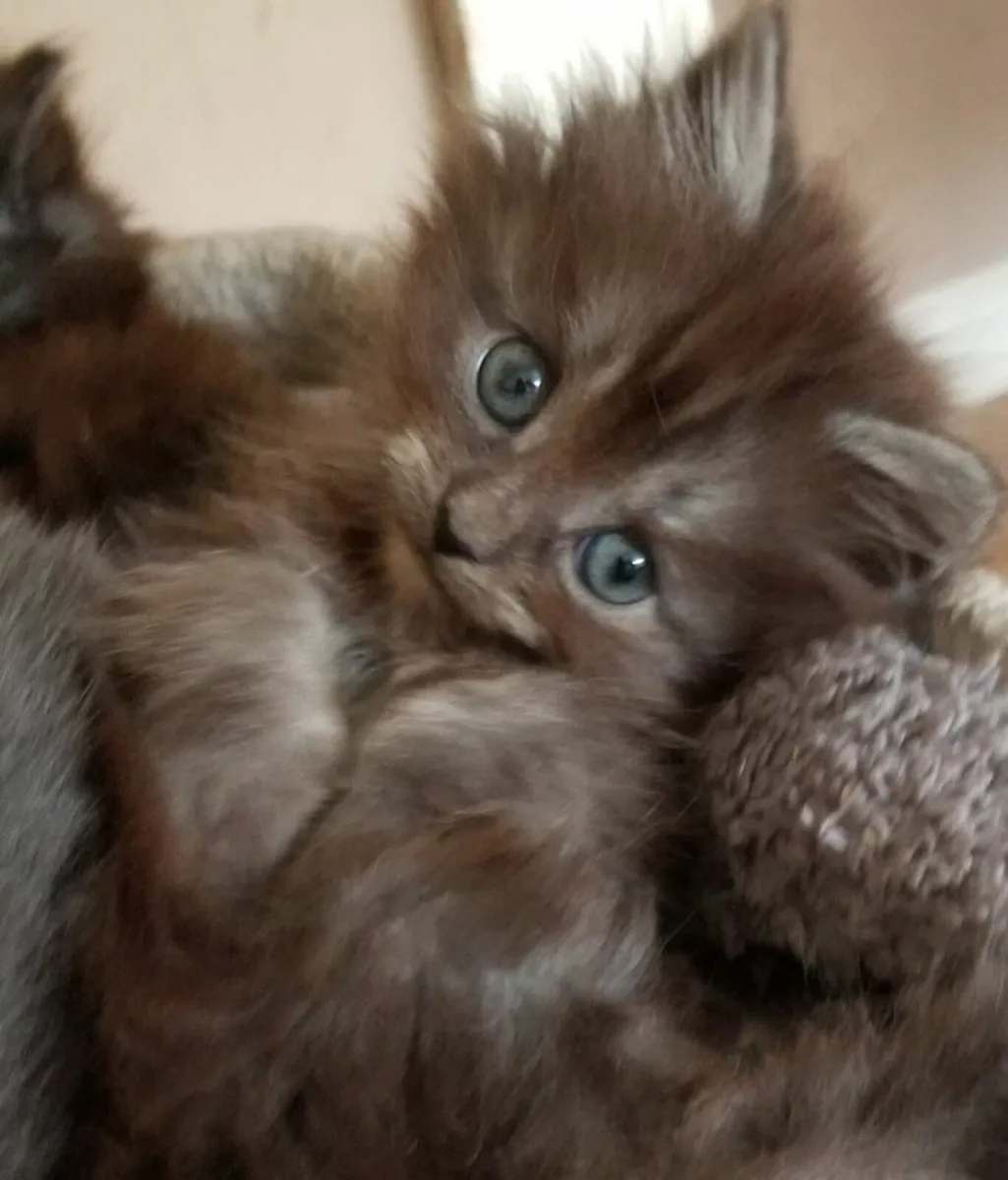 Long haired kittens - Image 2