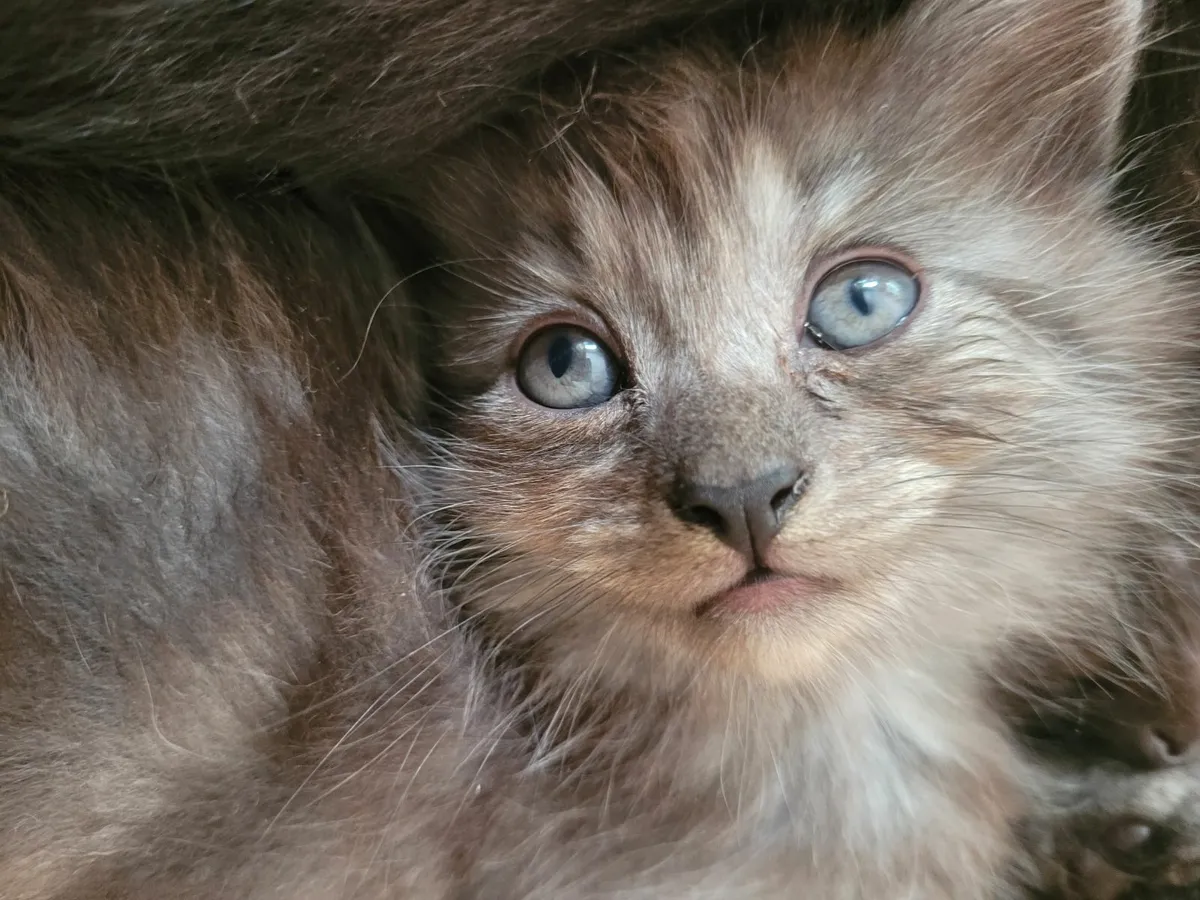 Long haired kittens - Image 3