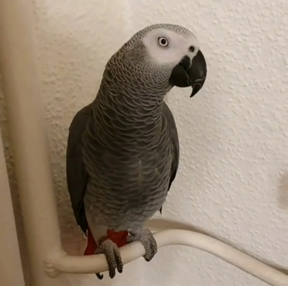 Hand-Raised African Grey Parrot for Sale - Image 2