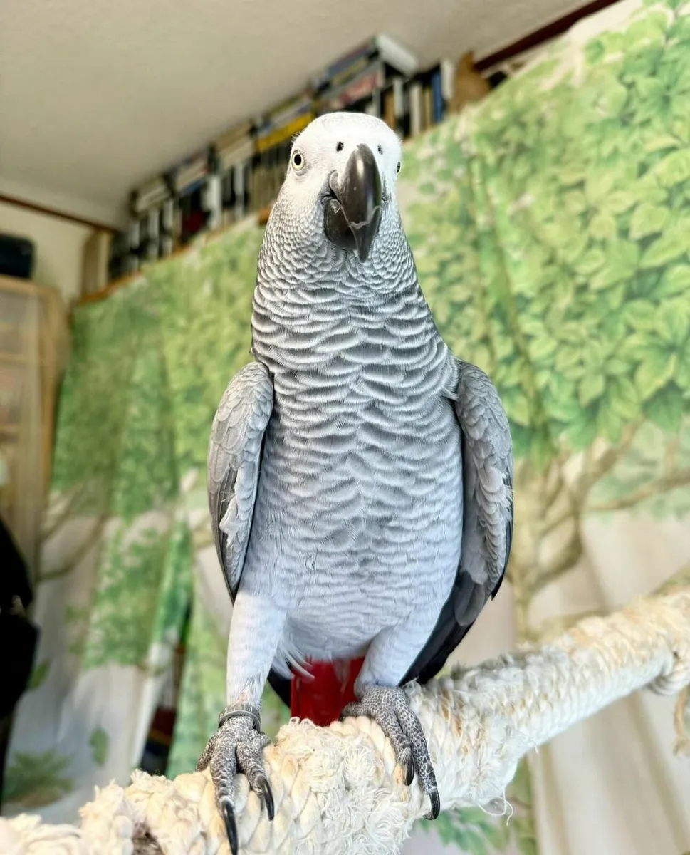 Hand-Raised African Grey Parrot for Sale - Image 3