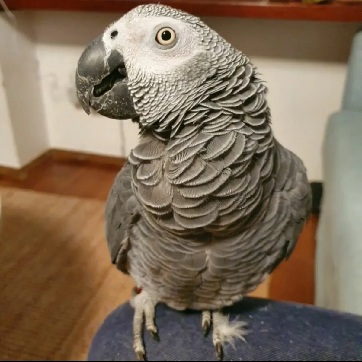 Hand-Raised African Grey Parrot for Sale - Image 4