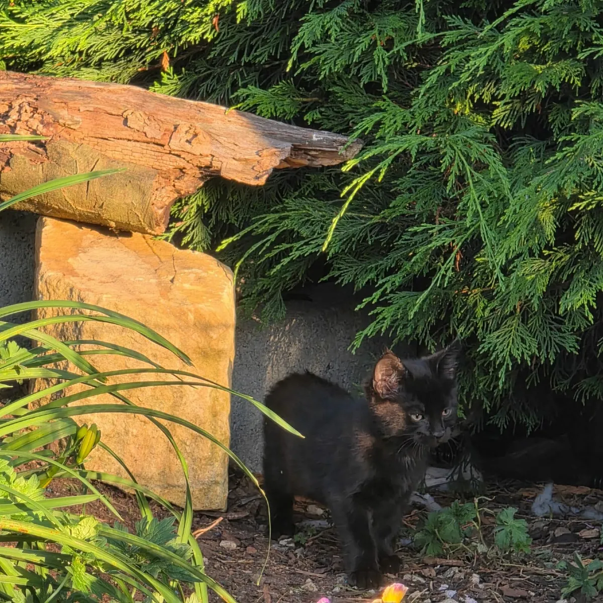 KITTENS - Image 1