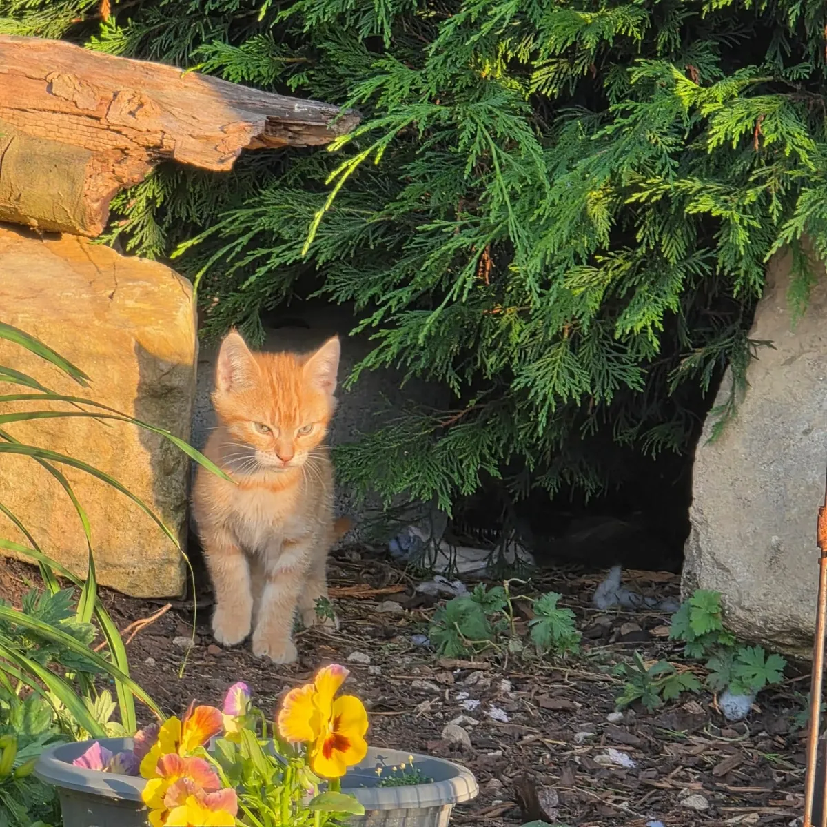 KITTENS - Image 2