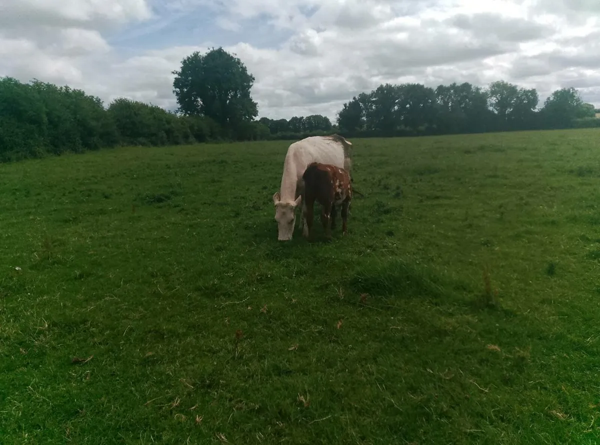 Organic cows and calves - Image 1