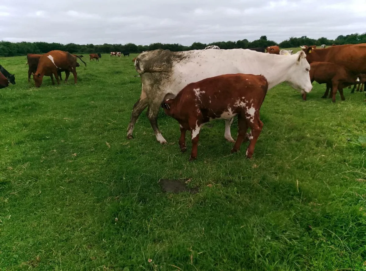 Organic cows and calves - Image 2