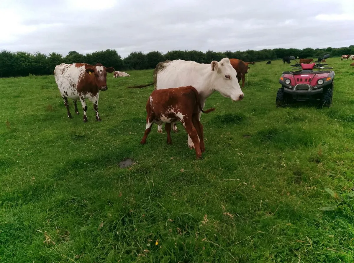 Organic cows and calves - Image 3