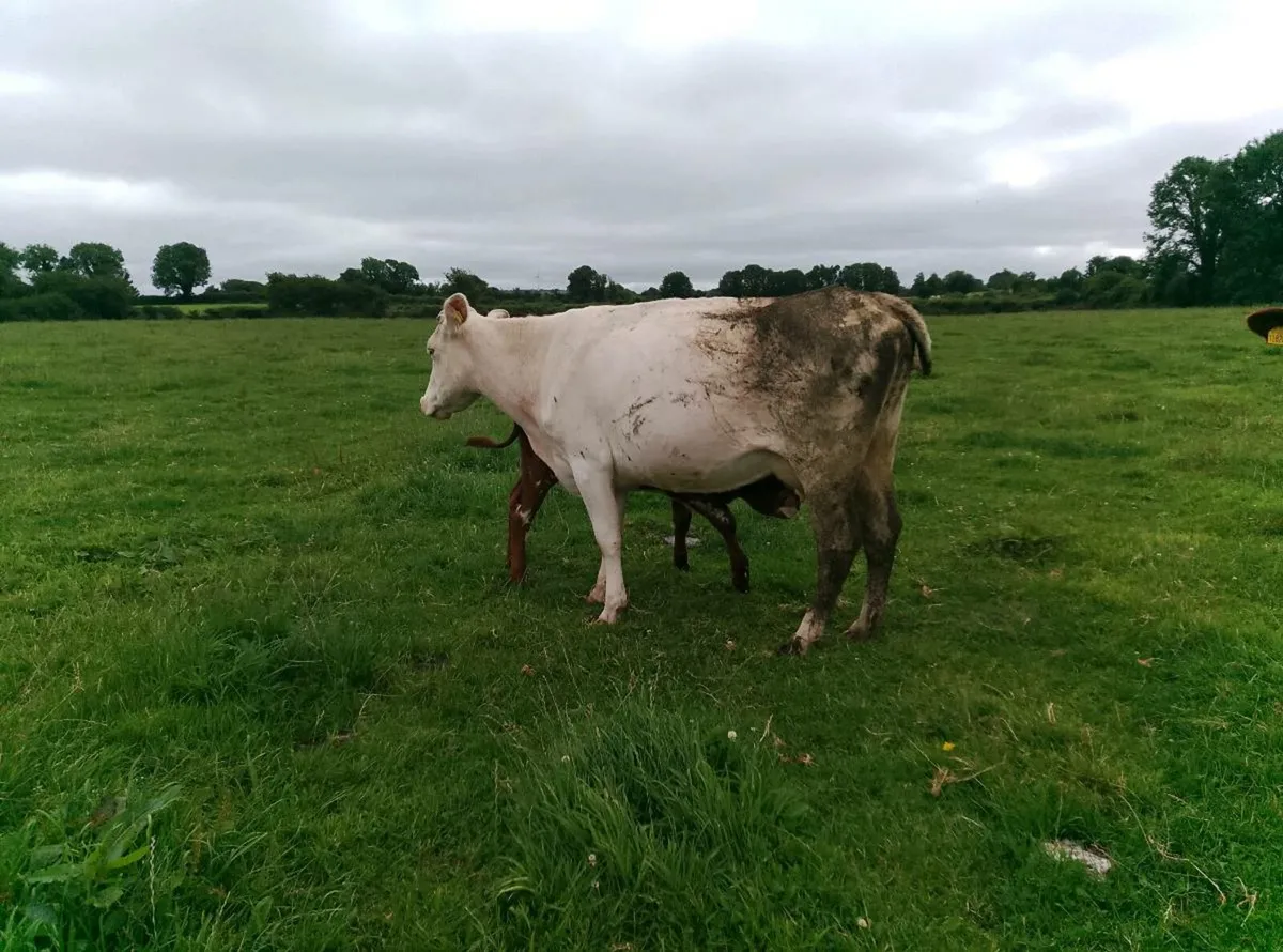 Organic cows and calves - Image 4