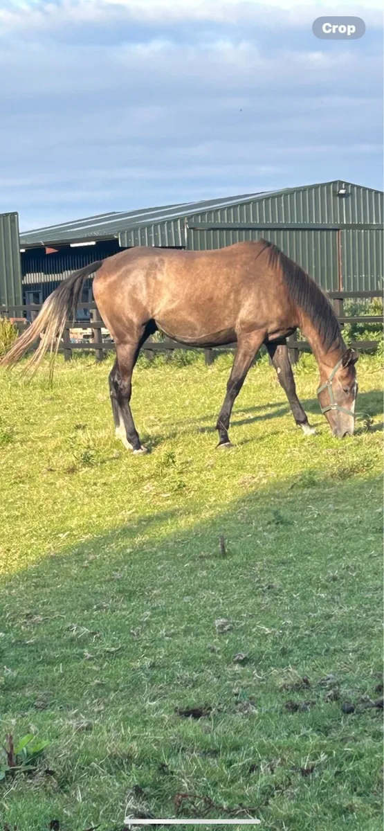 3yo Thoroughbred Success Days - Image 2