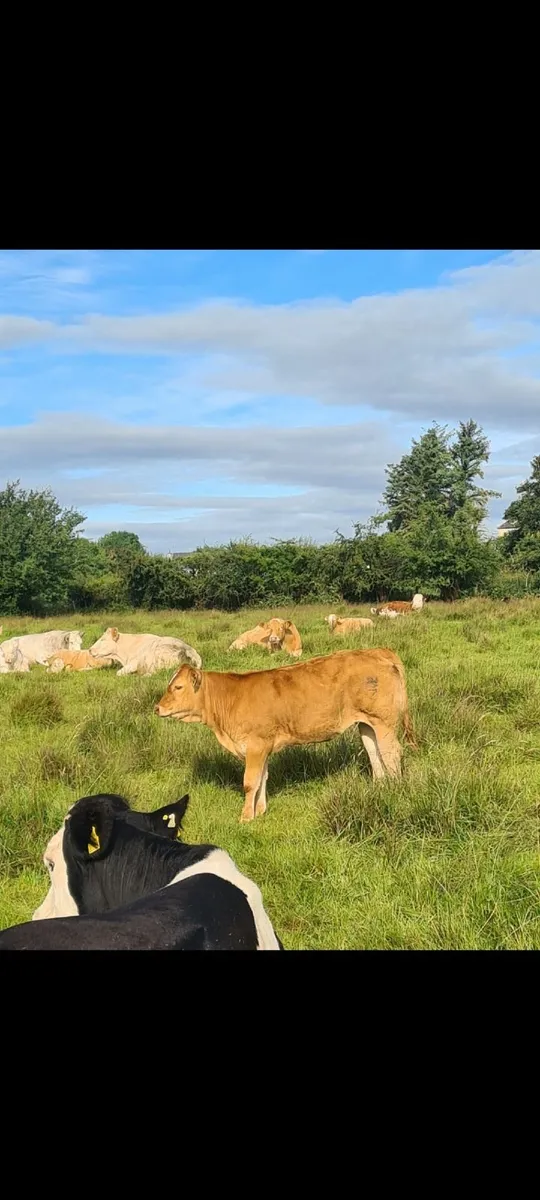 First calver with limousin heifer calf at foot - Image 2