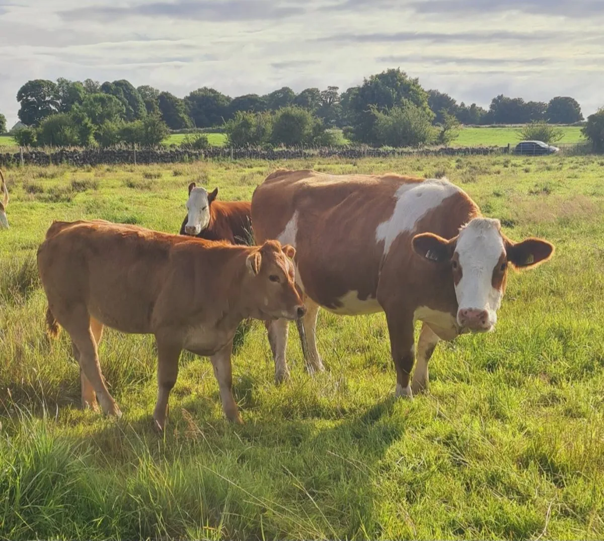 First calver with limousin heifer calf at foot - Image 3