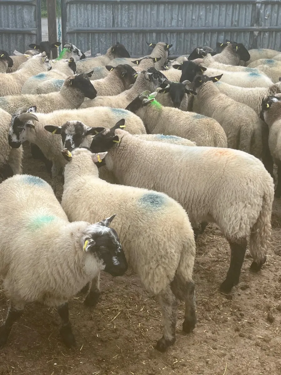 Store lambs - Image 1