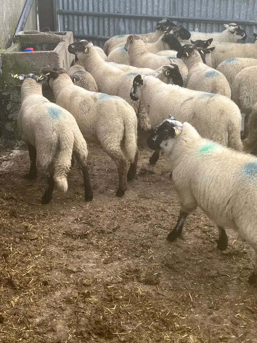 Store lambs - Image 2