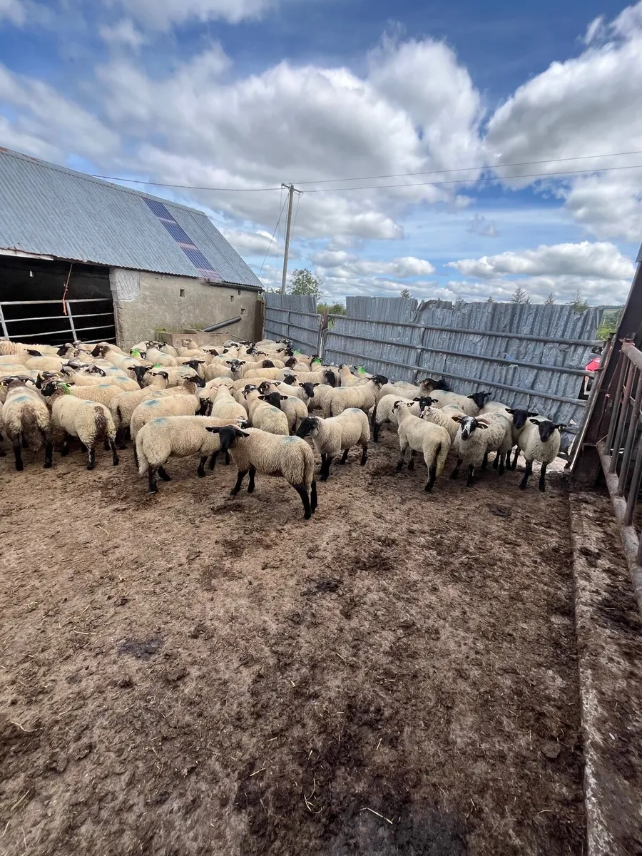 Store lambs - Image 3