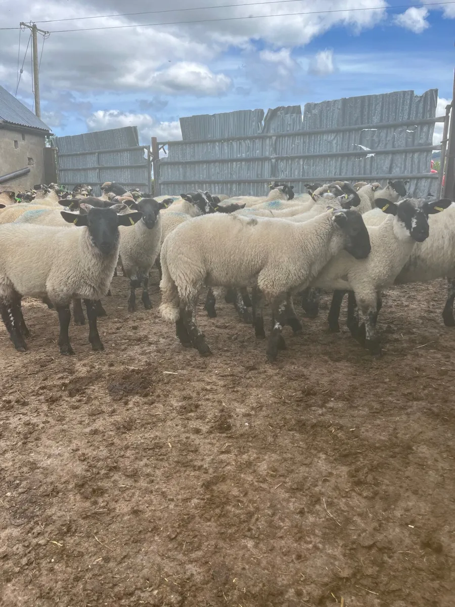 Store lambs - Image 4