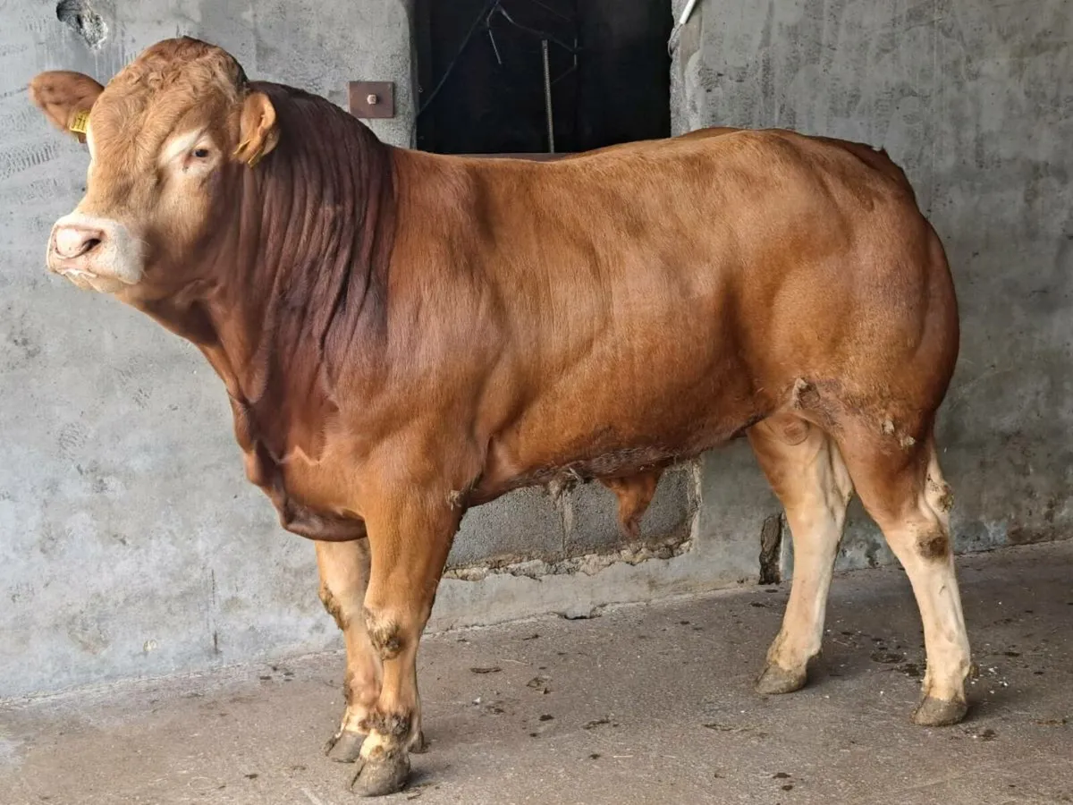 Limousin Bull - Image 1