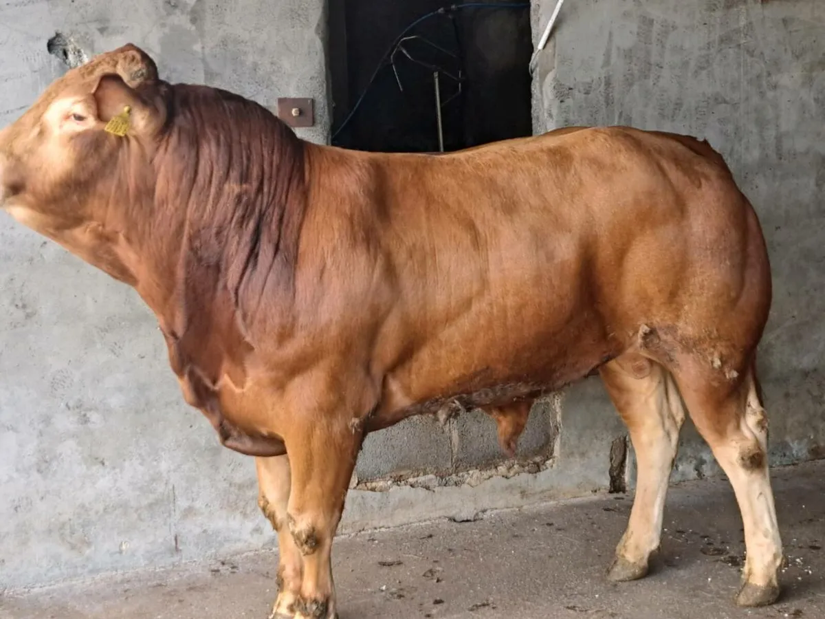 Limousin Bull - Image 2