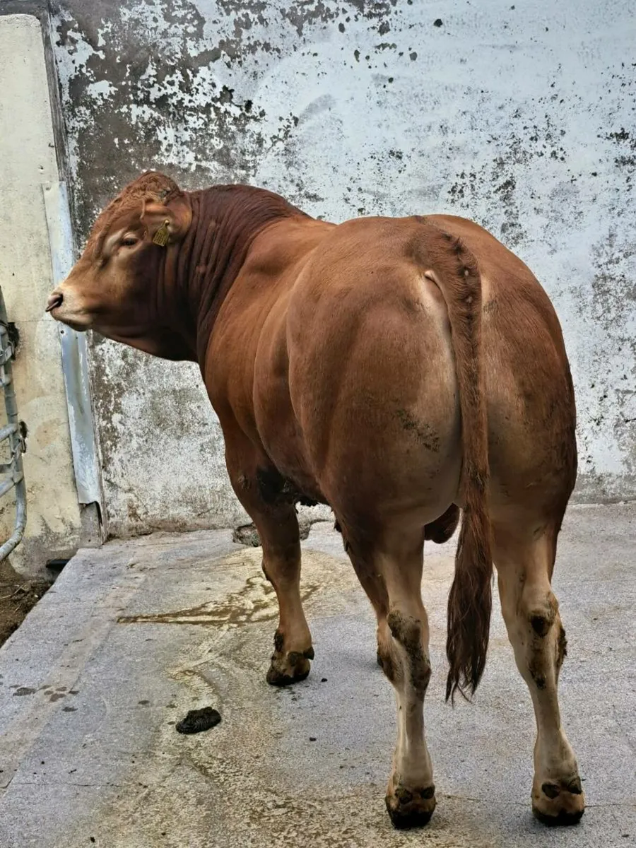 Limousin Bull - Image 3