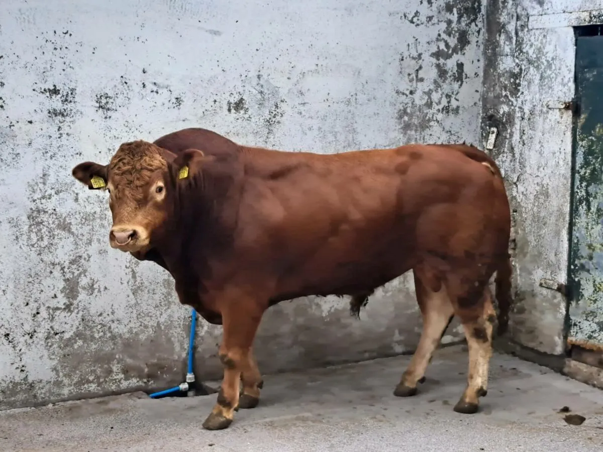 Limousin Bull - Image 4