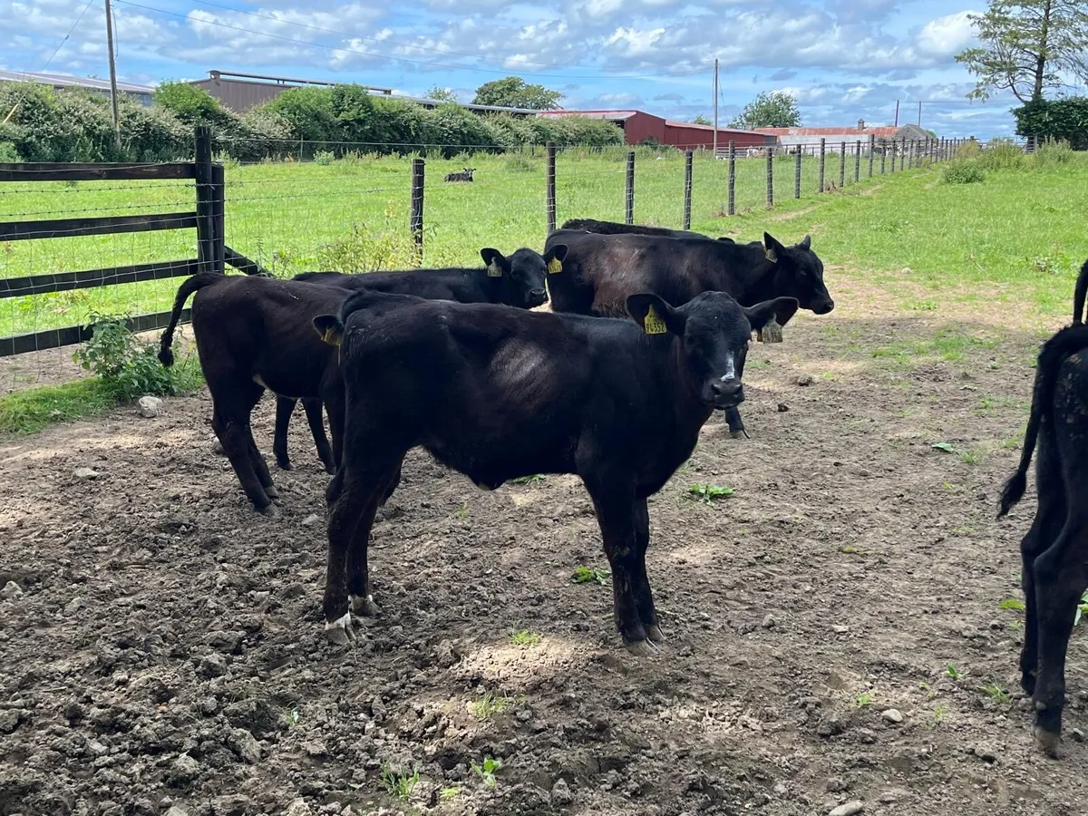 12 super Angus runner heifers - Image 1