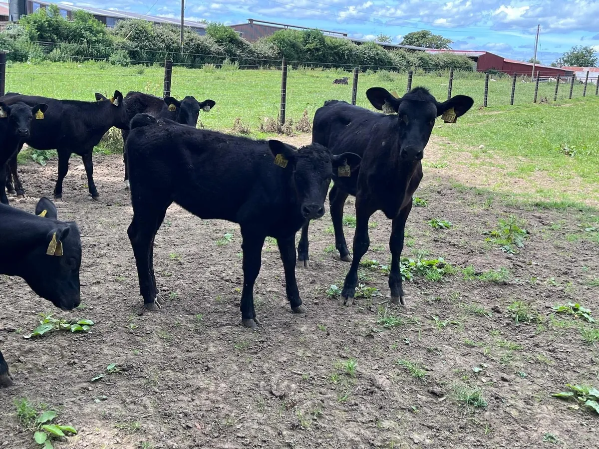 12 super Angus runner heifers - Image 2