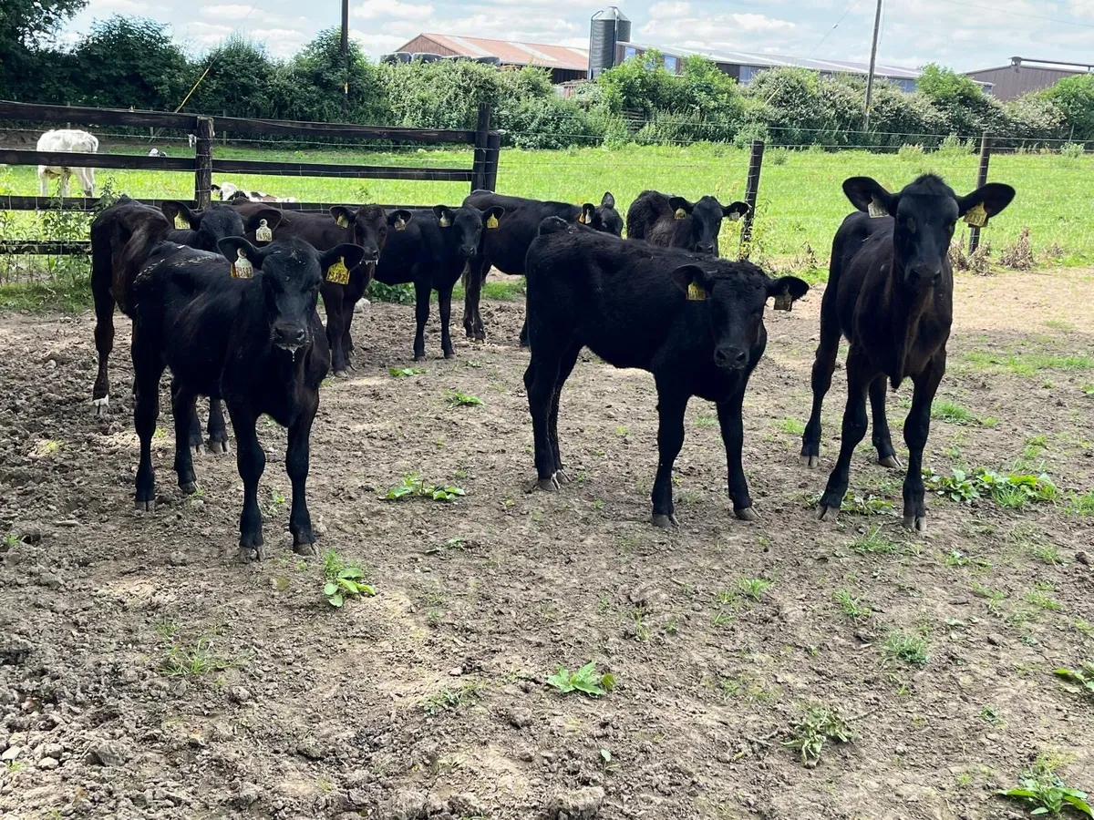 12 super Angus runner heifers - Image 3