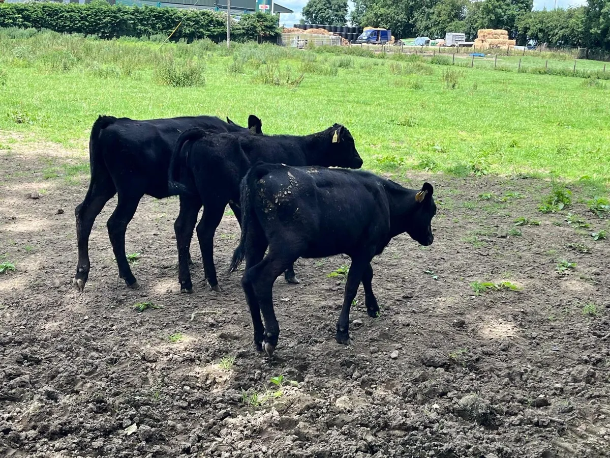 12 super Angus runner heifers - Image 4