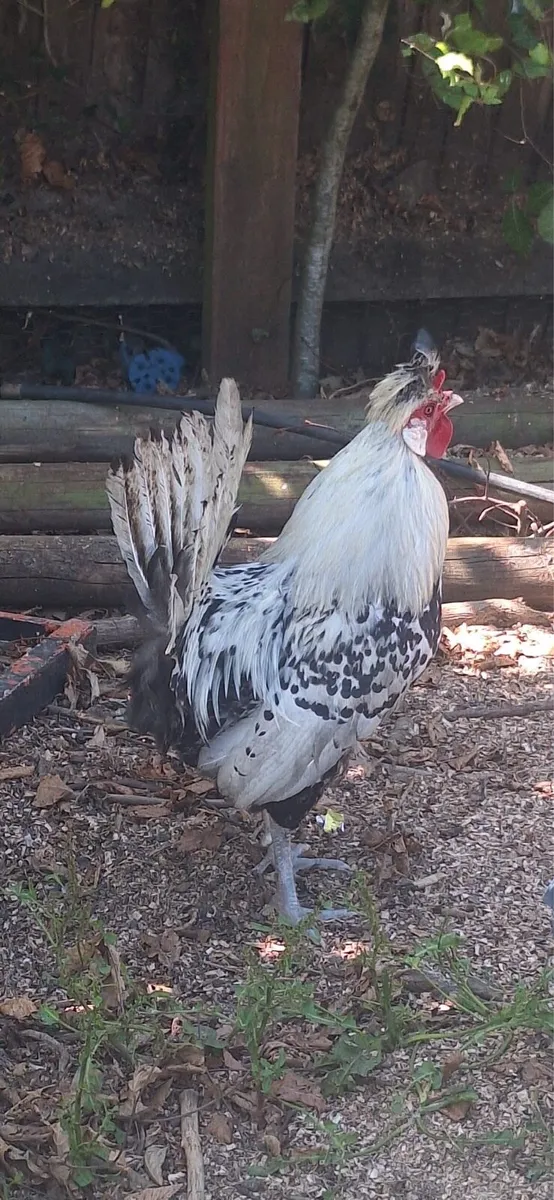 Appenzeller chickens and Rooster - Image 1
